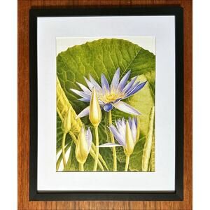 Framed Blue Water Lily Flowers Botanical Wall Art 11x14